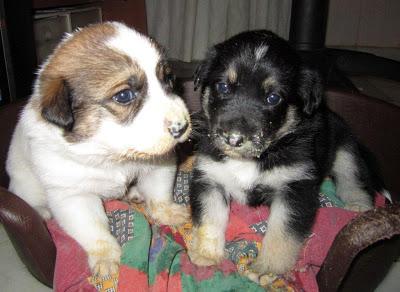 MÁS CACHORROS SIN HOGAR!!! 5 BEBÉS CRUCE DE NÓRDICO NACIDOS EL 1 DE OCTUBRE‏.