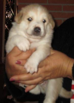 MÁS CACHORROS SIN HOGAR!!! 5 BEBÉS CRUCE DE NÓRDICO NACIDOS EL 1 DE OCTUBRE‏.