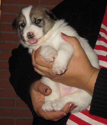 MÁS CACHORROS SIN HOGAR!!! 5 BEBÉS CRUCE DE NÓRDICO NACIDOS EL 1 DE OCTUBRE‏.