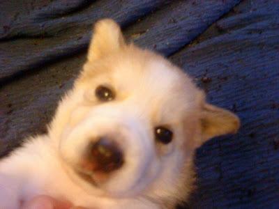 MÁS CACHORROS SIN HOGAR!!! 5 BEBÉS CRUCE DE NÓRDICO NACIDOS EL 1 DE OCTUBRE‏.