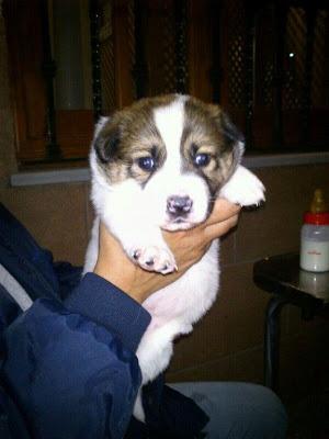 MÁS CACHORROS SIN HOGAR!!! 5 BEBÉS CRUCE DE NÓRDICO NACIDOS EL 1 DE OCTUBRE‏.