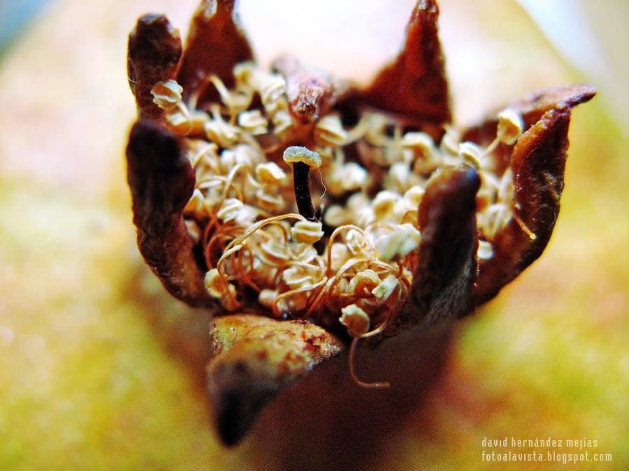 Cual brotes germinados en corona