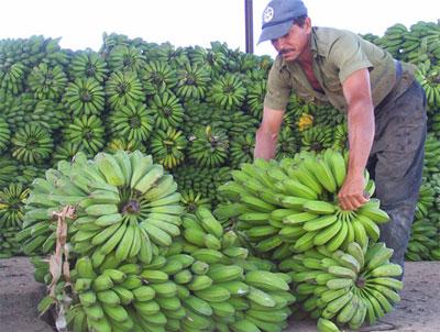 20121025235812-campesino-platanos.jpg