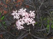 Sambucus nigra