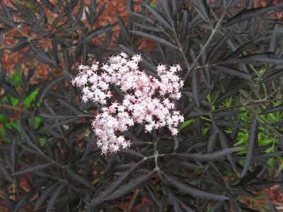 Sambucus nigra