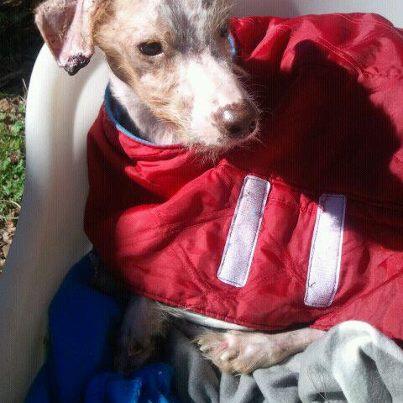 Foto: Actualización mañana 23-12-2012 El peque está hecho un campeón, ha comido 200 gramos de pienso y aun quería más, y media latita del paté que se compró ayer. Está mucho más animado