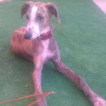 Foto: Rasca es un bebe que ha sufrido el abandono y la enfermedad.  Rasca es tan solo un bebe que fue abandonado a su suerte cuando mas necesitaba que le cuidasen. Aparecio un dia bajo la lluvia con un pequeño teckel que ya a sido adoptado, pero el sigue esperando un hogar donde le cuiden y le protejan como se merece. Se esta recuperando bien de la sarna y como veis en el album ya puede jugar con otros perritos. Es un perro sociable, tranquilo y muy obediente, vamos un 10, y aunque esta siendo todo un luchador nadie se ha fijado todavia en esos ojos que desprenden una mezcla de miedo y esperanza.  Esta en un pueblo de Toledo.  contacto: ally_unicornio124@hotmail.com