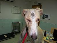 Comienza la temporada de caza.