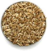 Profesionales conocen los avances en el cereal ‘triticale’