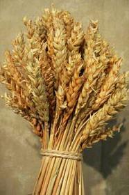 Calidad del Trigo Francés –  Cosecha 2012