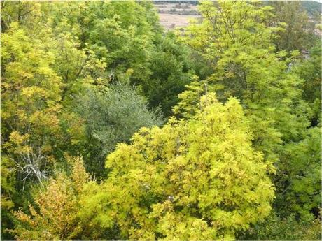 Sonidos de Otoño Sonidos de Otoño