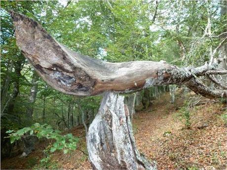 Sonidos de Otoño Sonidos de Otoño