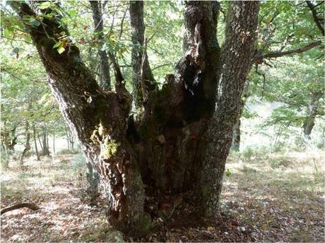 Sonidos de Otoño Sonidos de Otoño