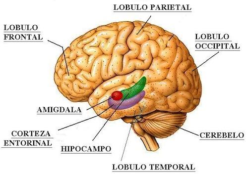 El cerebro y la función del hipocampo en la memoria
