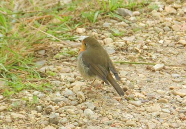 El Cabo Peñas bulle de avifauna