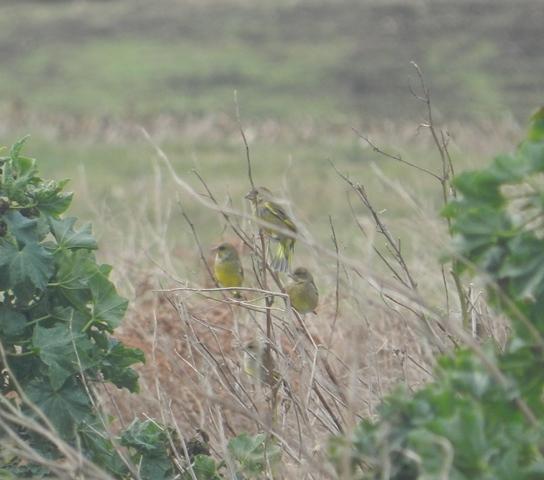 El Cabo Peñas bulle de avifauna