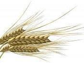 Germen Trigo Propiedades