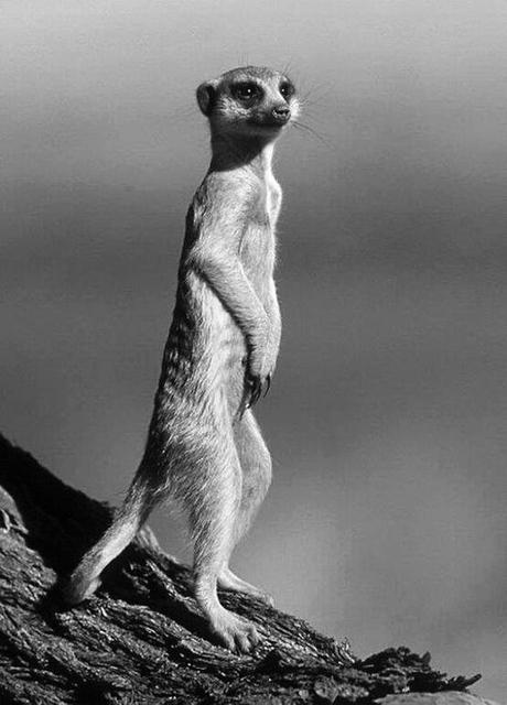 Esto es quizás una utopía El reino y las tinieblas