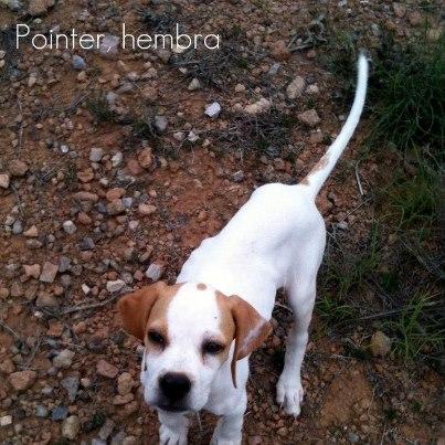 Foto: 24.10.12 Ayer me llamaron pidiendo ayuda desesperada. Una chica se encontró esta perrita ayer por un pueblo de Murcia. Tiene la patita coja, es hembra, tendrá unos 3-4 meses, es pointer o mestiza de pointer es muy muy buena, de hecho la tienen en una oficina y es como si no estuviera..tengo un par de días para encontrarle un hogar o la tienen que volver a dejar en la calle… Esta en Murcia pero se manda a otras provincias, con chip, vacunas, desparasitado, cartilla sanitaria y contrato de adopción. Contacto: anadifusionanimal@hotmail.com