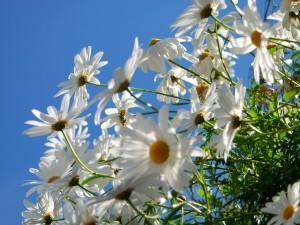 AMAR SIN ESPERAR NADA A CAMBIO…