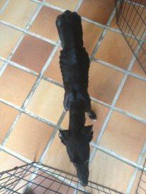 Max, rescatado con el cuello destrozado y con una delgadez extrema