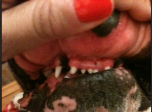 Cepillarle los dientes a mi perro Bulldog Francés
