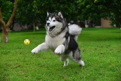 LEMON BARS CON MORAS