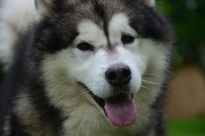 LEMON BARS CON MORAS