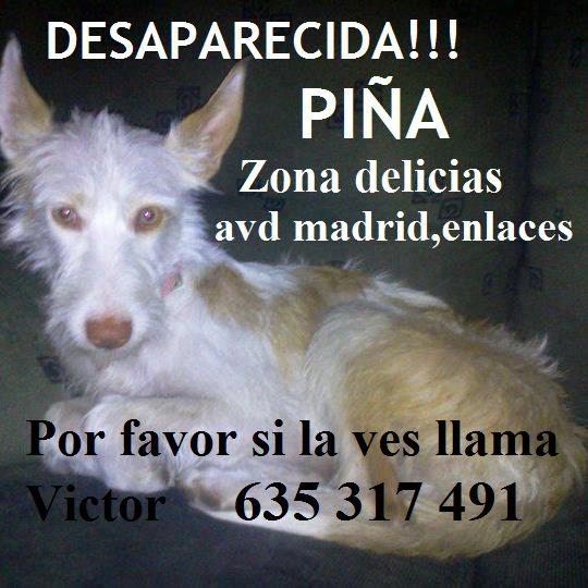 Piña, podenca perdida en Zaragoza. AYUDA PARA ENCONTRARLA!!