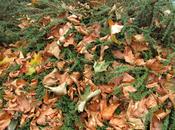 colorido hojas caídas este otoño