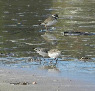 Combatiente y otros en Bañugues.