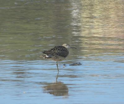 Combatiente y otros en Bañugues.