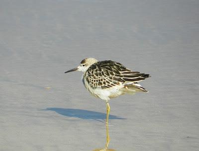 Combatiente y otros en Bañugues.