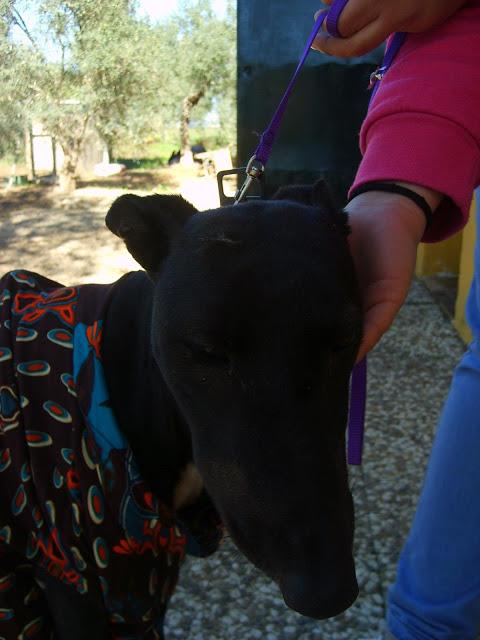 Mayka, galga apaleada ayuda!! (Sevilla)