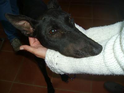 Mayka, galga apaleada ayuda!! (Sevilla)