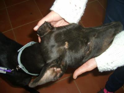 Mayka, galga apaleada ayuda!! (Sevilla)