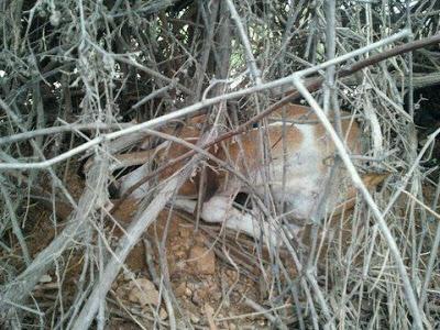 GALGA CON 5 BEBES DE DÍAS EN LA CALLE!!!