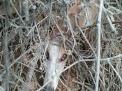 Galga bebes días calle!!!