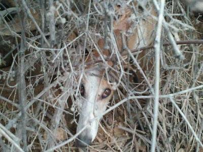 GALGA CON 5 BEBES DE DÍAS EN LA CALLE!!!