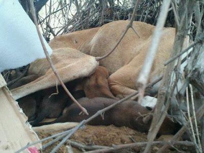 GALGA CON 5 BEBES DE DÍAS EN LA CALLE!!!