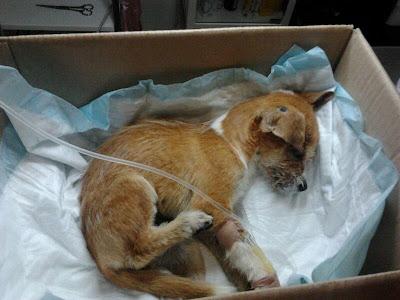 PINKY ATROPELLADO ¡¡ AYUDA¡¡