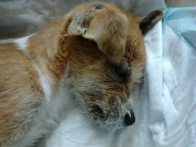 PINKY ATROPELLADO ¡¡ AYUDA¡¡