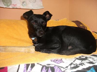 BUFY, perrete abandonado (Murcia)‏ ACOGIDA O ADOPCIÓN URGENTE!!