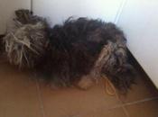 Rastas,mestizo yorkshire, está dejando morir jaula, necesita acogida adopción urgente. rota (cadiz)