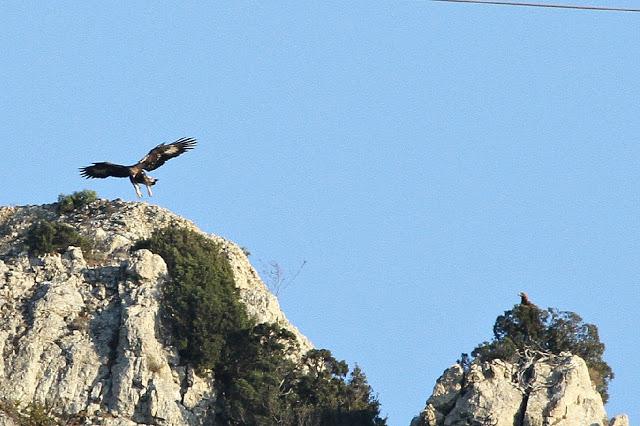 AGUILAS REALES: CLASES DE VUELO