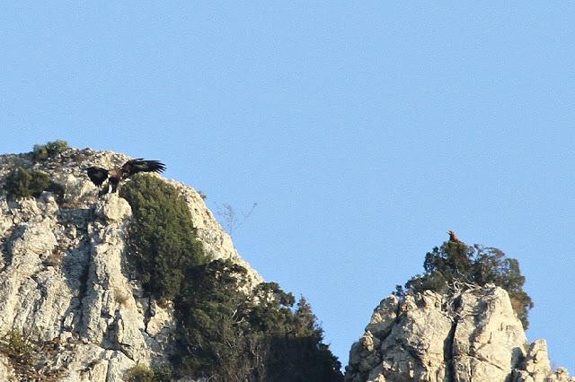 AGUILAS REALES: CLASES DE VUELO