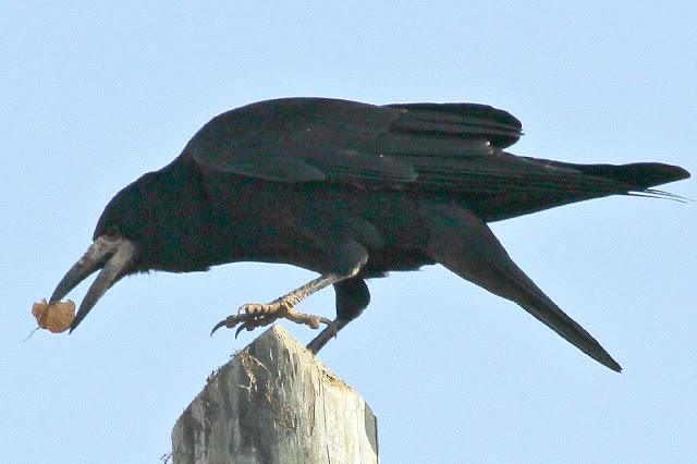 LAS GRAJAS LEONESAS Y EL CAMINO DE SANTIAGO