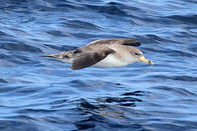 PARDELADA EN LA COSTA VIZCAINA