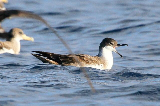 PARDELADA EN LA COSTA VIZCAINA
