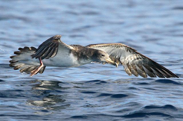 PARDELADA EN LA COSTA VIZCAINA